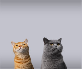 Cuánto debe comer tu gato según edad y tamaño